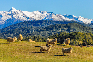 New-Zealand-farming.jpg