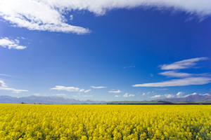 agricultureNZ.jpg